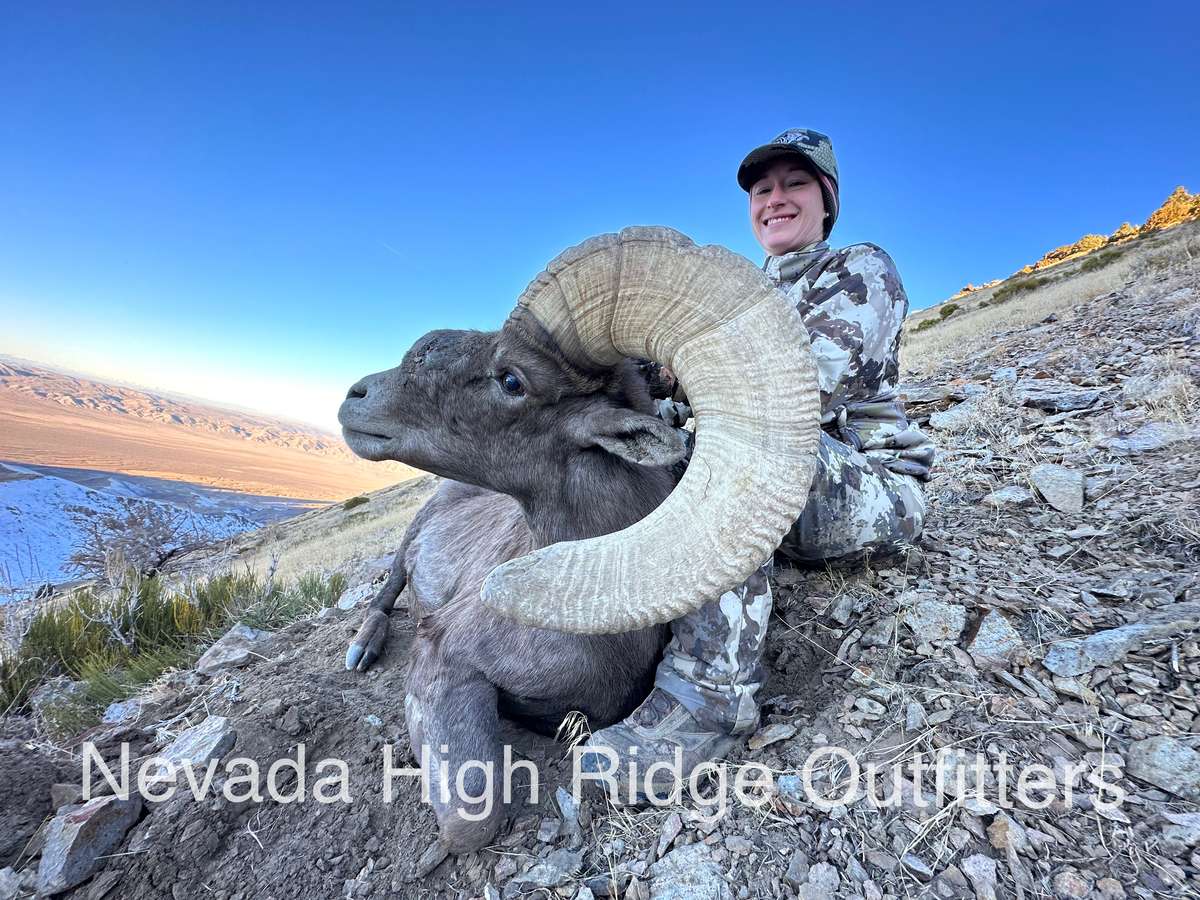 Nevada Bighorn Sheep Hunts Nevada High Ridge Outfitters